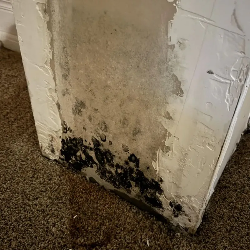 Professional Mold Removal in Laguna, CA